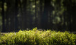 Green grass from bottom or low angle view in sunlight with blurry pine forest background with copy space for text.