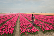 Asian Girl In Dress Standing In Pink Tulip Field In Holland