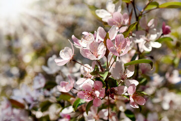 Poster - fruit tree branch with spring blossoms