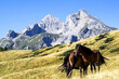 Beautiful view of Komovi mountain with two brown horses in Montenegro