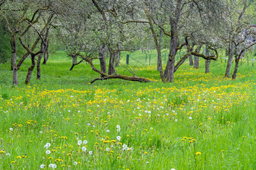 Wall Mural - Wildblumenwiese im Nationalpark Eifel