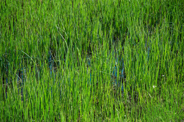 fresh green grass growing on field isolated