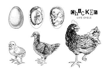 Wall Mural - Monochrome Life cycle of a Chicken