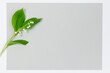 Pojedyncza, kwitnąca konwalia majowa, z zielonymi liśćmi na szarym i białym tle