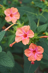 Canvas Print - Marvel of Peru (Mirabilis jalapa). Called Four o'clock flower also