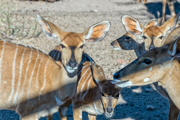 Close-up of a herd of nyala ewes