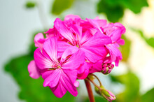 Close-up - A Blossoming Indoor Pink Geranium Flower