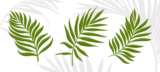 Wall Mural - Palm leaves. Set of tropical plants isolated on white background. Simple vector elements for your design.