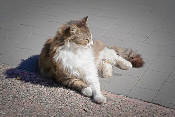 Beautiful cat resting alone on sidewalk.  Fluffy feline looking outdoors on textured surface ground.  Partial view, isolated photo with vignetting effect.