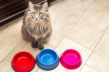 Wall Mural - Gray beautiful cat sits at three empty bowls with food in the kitchen