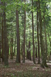 Fototapeta Las - footpath in the woods