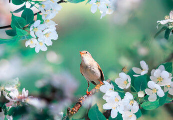 Wall Mural - spring background with bird sitting on branches a may apple tree with white flowers and sings a song