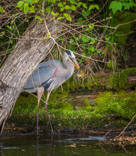 Great Blue Heron With A Sunfish
