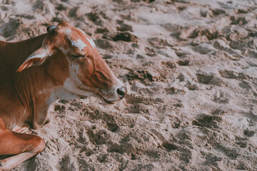 goat on the beach