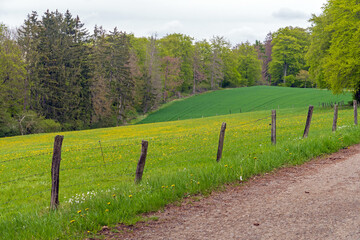 Wall Mural - Wandern im Nationalpark Eifel