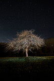 Fototapeta Dmuchawce - Drzewo noc 