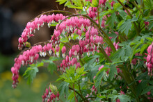 Flowering Of The Plant Dicentra Formosa On A Blurred Background. This Flower Has Another Name - A Bleeding Or Broken Heart.