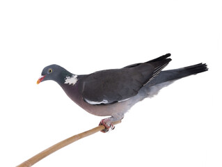 Canvas Print - european wood pigeon(Columba palumbus) sitting on a branch isolated