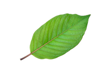 Wall Mural - Fresh  Kratom (Mitragyna speciosa) leaf isolated on white background with clipping path.