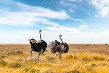 Ostrich Couple Running On Dry Yellow Grass Of The African Savannah