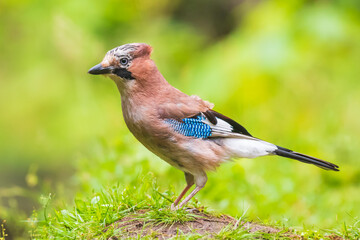 Wall Mural - Eurasian jay bird (Garrulus glandarius) perched in grass, Summer colors