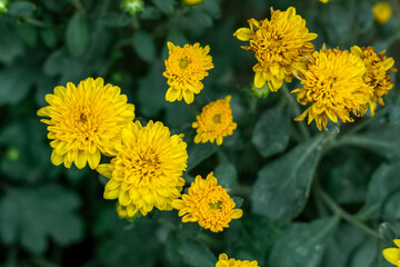 Wall Mural - Crepis dandelion flower plants from Chrysanthemum indicum yellow flower