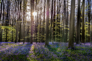 Naklejka na meble Hallerbos
