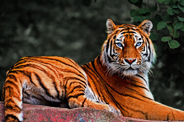 tiger in the zoo