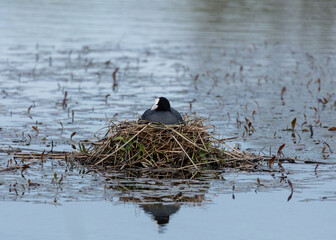 Coot, water bird, sitting on nest in pond.