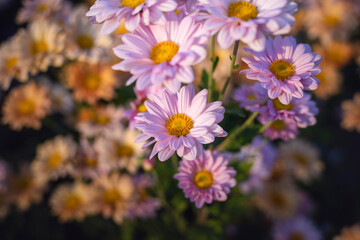 Wall Mural - close up Blue flowers background. Blue chrysanthemums.
