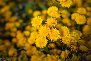 Wall Mural - close up Yellow flowers background. Yellow chrysanthemums.
