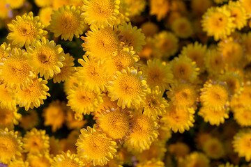 Wall Mural - close up Yellow flowers background. Yellow chrysanthemums.