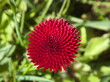 Przegorzan (Echinops L.) - czerwony kwiat jak jeż .
