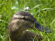 Kaczka krzyżówka (Anas platyrhynchos)  - samica portret . Mallard Duck - female portrait. 