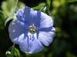 komelina pospolita   (Commelina communis L.) niebieski kwiat Dayflowers