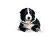 Puppy on the white background
