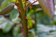 © arenaharyan - red rose thorns on a green stem