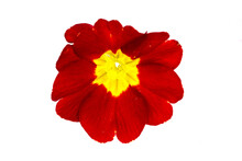 Red Primrose Flower Isolated On A White Background Top View