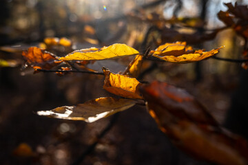 Wall Mural - autumn leaves on the fire