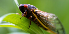 Cicada On A Plant
