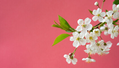 Poster - Blooming cherry branch. Spring white flowers. Wine tree in bloom.