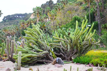 cactus in the garden