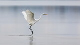 Fototapeta Zwierzęta - Elegant white heron landing on a lake on a neutral background. Great egret, Casmerodius albus.