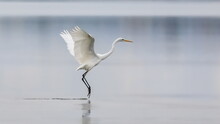 Elegant White Heron Landing On A Lake On A Neutral Background. Great Egret, Casmerodius Albus.