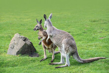 Macropus Giganteus - Eastern Grey Kangaroo Marsupial Found In Eastern Third Of Australia, Also Known As The Great Grey Kangaroo And The Forester Kangaroo. Two - Pair Of Kangaroos In The Grass