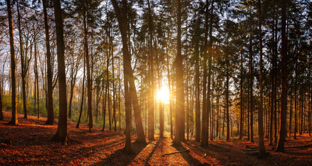 Wall Mural - Sunset in the forest