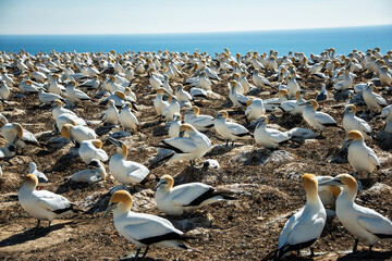 Wall Mural - Gannet Colony at Cape Kidnappers, New Zealand