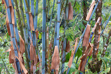 Himalayacalamus Hookerianus, Called Himalayan Blue Bamboo.