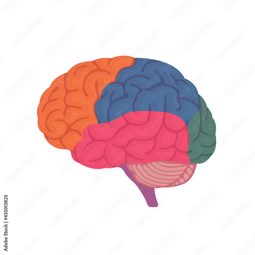 Vector illustration of human brain anatomy structure ( no text ) Stock ...