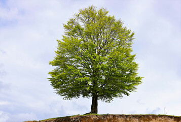 Wall Mural - an isolated tree on top of a slope